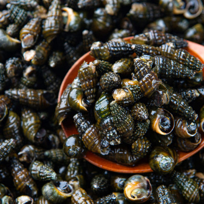 산지청정 영월 동강 100% 자연산 다슬기 생다슬기, 1개, 3kg