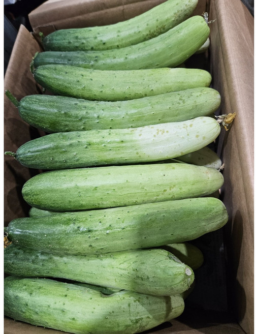 약수농장 백오이(백다다기) 10kg(상) 못난이, 10kg, 1박스