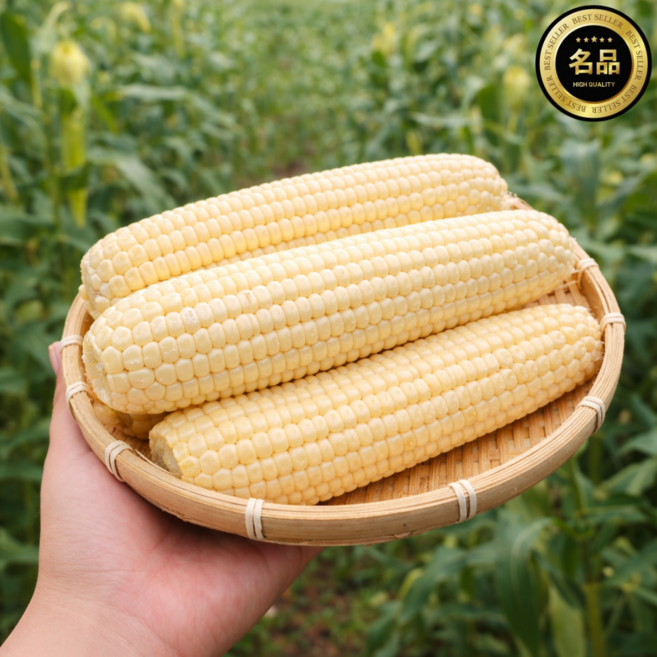 강원도 찰옥수수 특품, 1개, 특상품 30개