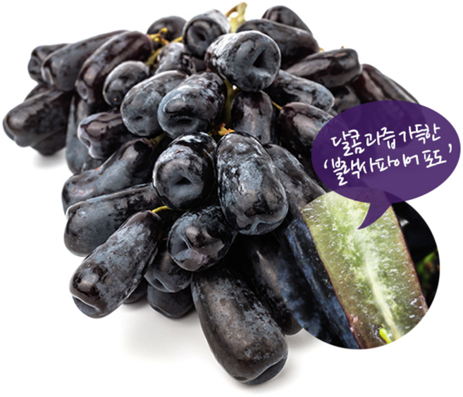 스위티크 고당도 씨없는 블랙사파이어포도 프리미엄 특품, 1개, 500g