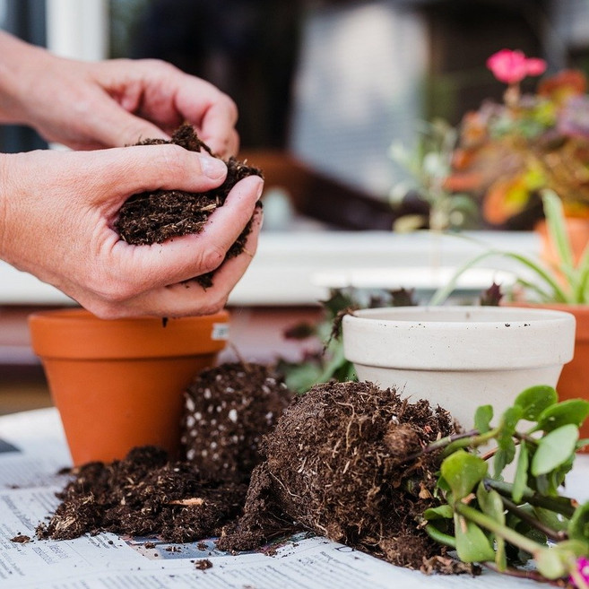 화분 분갈이흙 다육이 선인장 몬스테라 배양토 배합토 상토, 1개, 10L