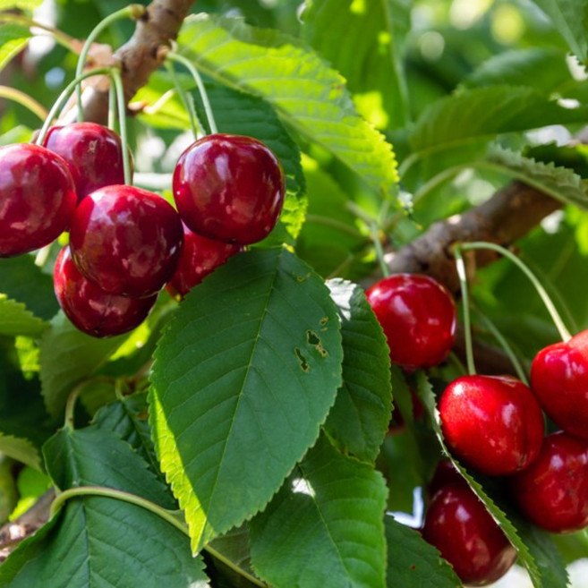 체리나무 묘목 3년생 4년생 5년생 결실주 (자가결실) 유실수 라핀, 1개, 체리나무묘목 3년생 결실주