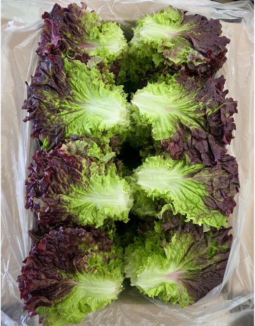 농가직영 당일수확 국내산 싱싱한 상추 꽃상추 싱싱농산물, 1개, 1kg