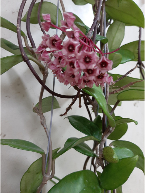 - [근이네식물원]예쁜꽃호야 카노사/수입식물, 1개