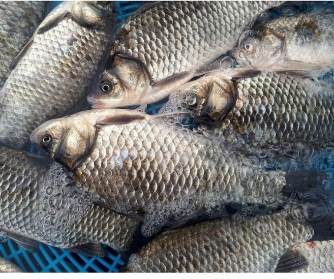 손질된붕어 붕어 1kg 찜용붕어 붕어즙 붕어매운탕 민물매운탕 자연산붕어 약붕어즙, 1개, 붕어찜용 1kg (1-3마리내외)