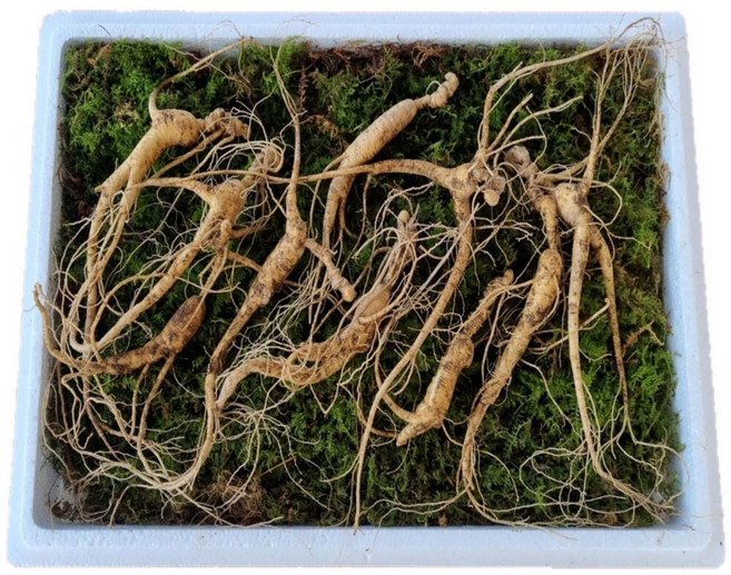 국산 강원도 파지삼 13~17년근 산삼 장뇌삼, 15년근 10뿌리