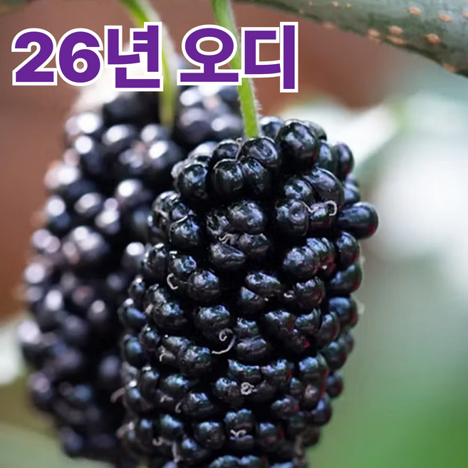 [하루30박스만] 국산 오디 농장직송 햇오디, 1박스, 2KG)