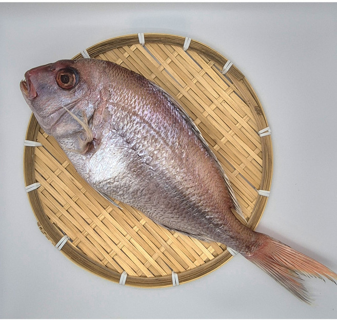 부산 대명수산 반건조 생선 간편 먹기편한 밥반찬 국산 천일염을 사용하여 간이된 맛있는 국산 참돔, 1세트, 470g(1마리/30cm전후)