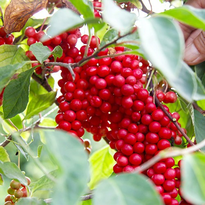 2024 문경 오미자 생과 3kg 5kg 10kg 당절임 오미자, 오미1자당절임 10kg(오미자5kg+설탕5kg), 1개