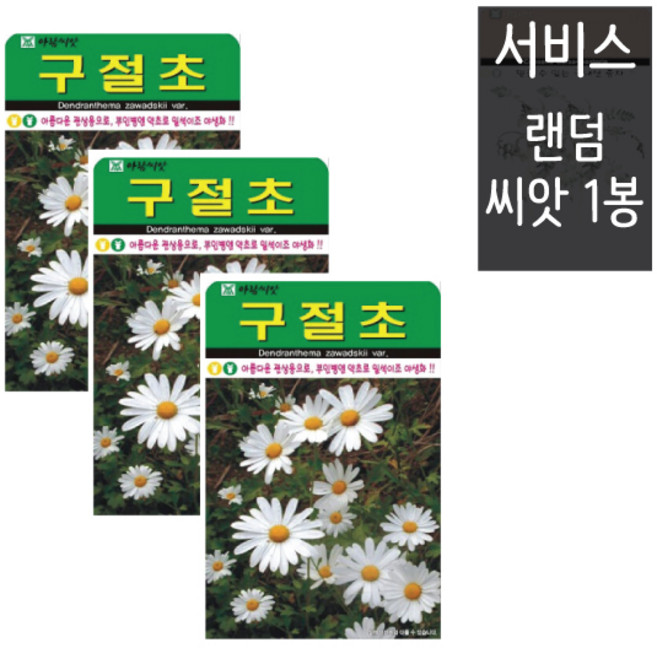 꽃씨앗 구절초 씨앗 1000립 ( 3봉 + 랜덤씨앗1봉 ) 야생화 종자 꽃씨, 1개
