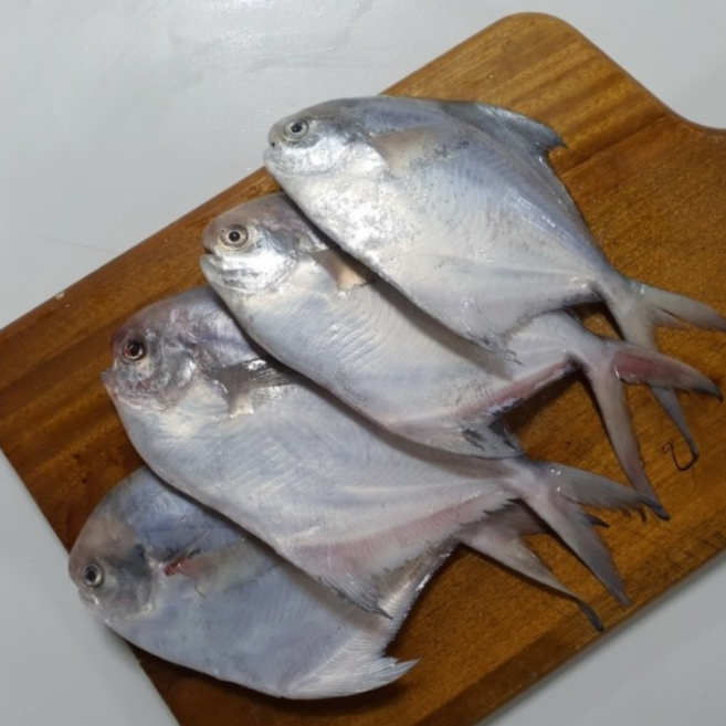 당일조업 국내산 생물 병어 a pomfret, 1박스, 생물 1kg (8미 내외)