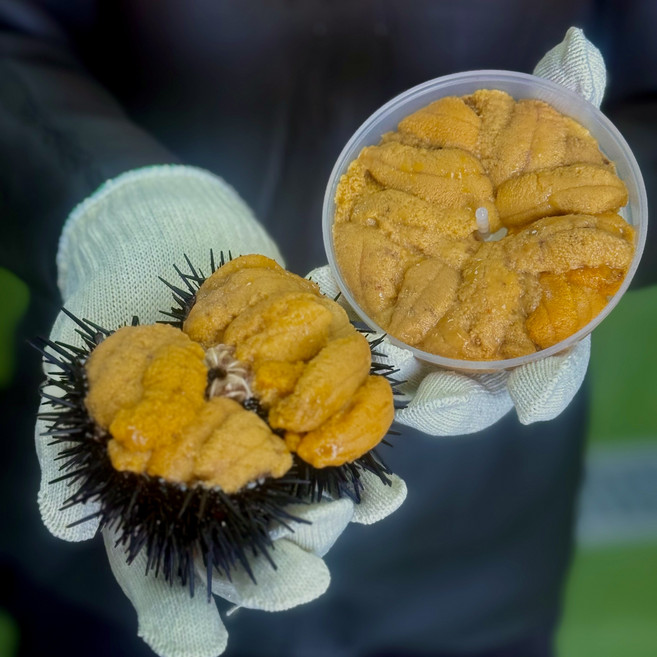 [당일조업] 국내산 포항 구룡포 삼정수산 자연산, 1개, 우니알 100g