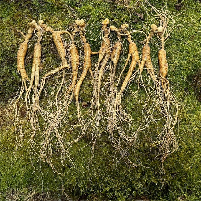 15년근 백두산 장뇌삼 산양산삼 산양삼 15g/뿌리 10뿌리, 150g, 1개