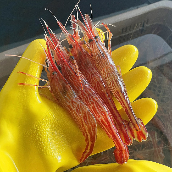 더대박 독도새우 활 독도꽃새우 산소포장, 1개, 1kg