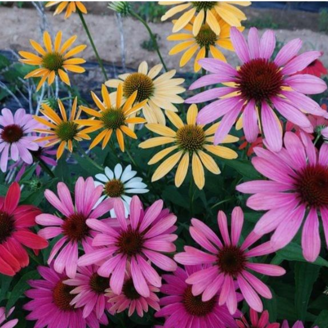 [씨앗편지] 에키네시아 (혼합모종4포트 노지월동 다년초), 1개