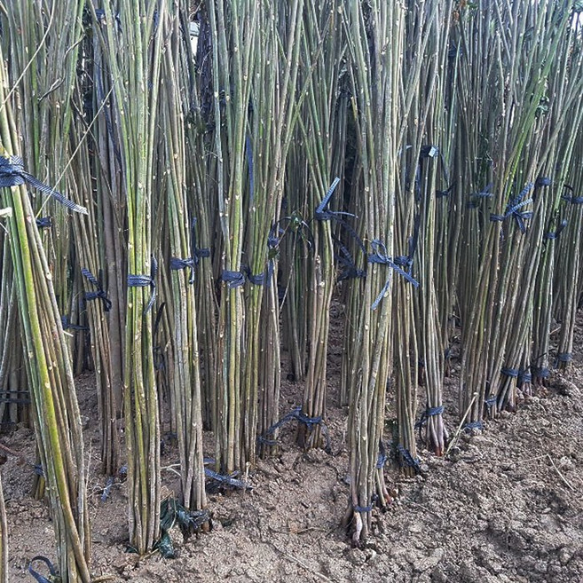 [새싹에서 나무까지] 참죽나무 실생2년_참중나무묘목_특용수묘목