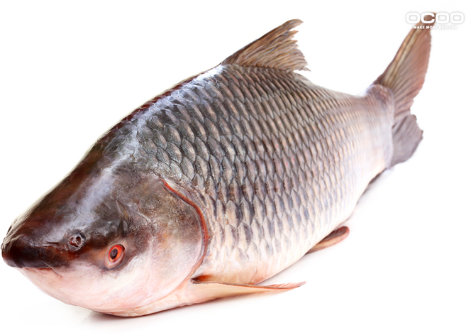 붕어엑기스 자연산 붕어즙/ 국내산 100% / 60포 1박스, 60개, 100ml