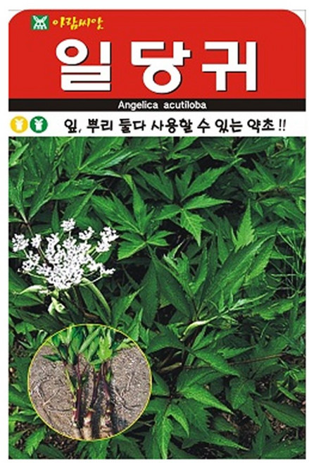 아람종묘 일당귀 씨앗 300립, 1개
