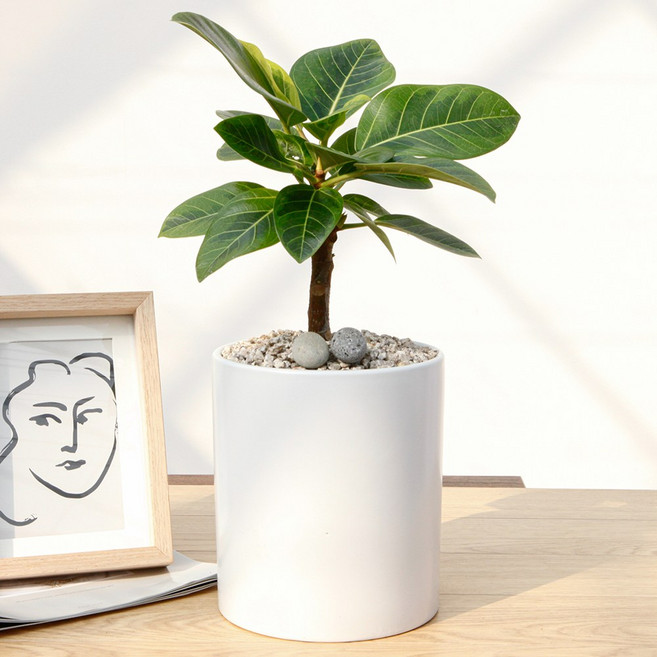 드셀플라워 금전수 돈나무 개업 화분 집들이 선물 승진 사무실 이전 병원 개원 식당 개업식 축하 화분 배달 당일배송 8.소형_뱅갈고무나무 흰색원형 경량화분, 8.소형_뱅갈고무나무 흰색원형 경량화분x1