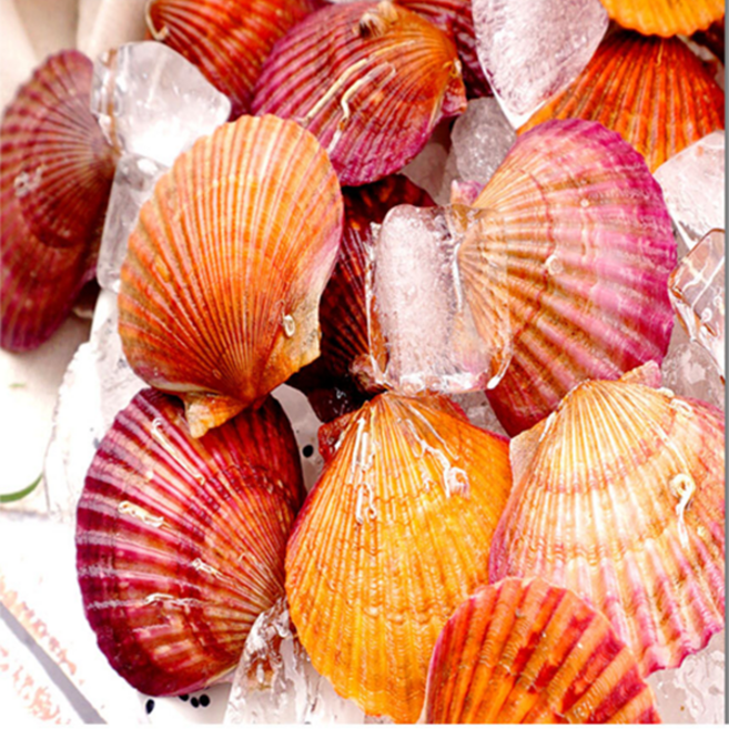 제철 시즌출하 시작 통영 홍가리비굴 당일작업 조개구이찜, 홍가리비1kg, 1박스