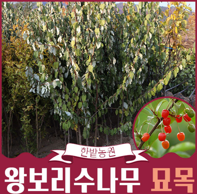 왕보리수나무 묘목 결실주 3년생 4년생 유실수 과실수 열매나무키우기 모종 화단가꾸기 원예 가든, 1개