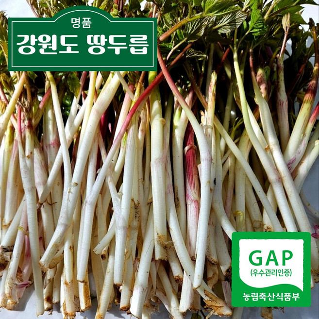 춘천 산지직송 독활 눈꽃 땅두릅 햇두릅 산나물, 1개, 300g