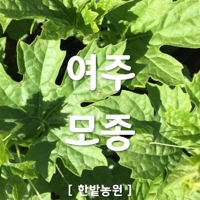 채소 모종 ~ 각종 묘종. 베란다 텃밭 세트 공기정화식물 허브 씨앗 채소모종 ~, H075 여주 모종 1개