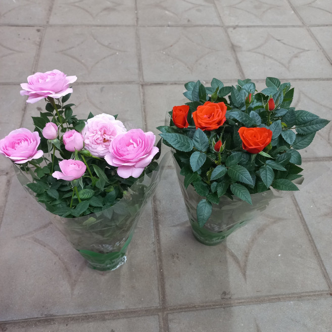 사계장미(주황/분홍)2개묶음