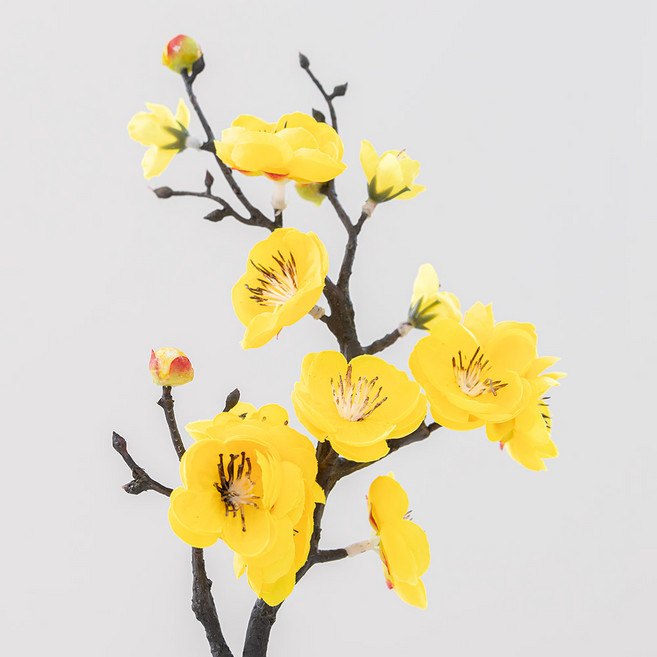 봄조화 매화, 3개, 36옐로우