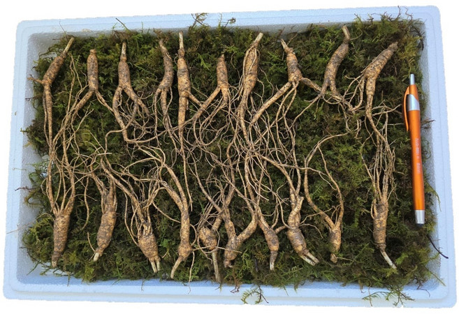 먹산삼 강원도 파지삼 5~6년근 A급 산삼 산양삼 산양산삼 장뇌삼, 1개