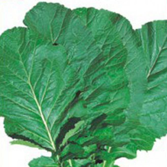 김장채소 배추씨앗 김치전용가을채소종자