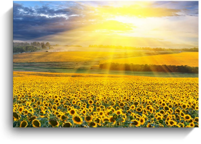 다알리아 돈이 들어오는 금전운 해바라기 굿모닝 벽화 거실 완제품 액자, 노을녘  캔버스