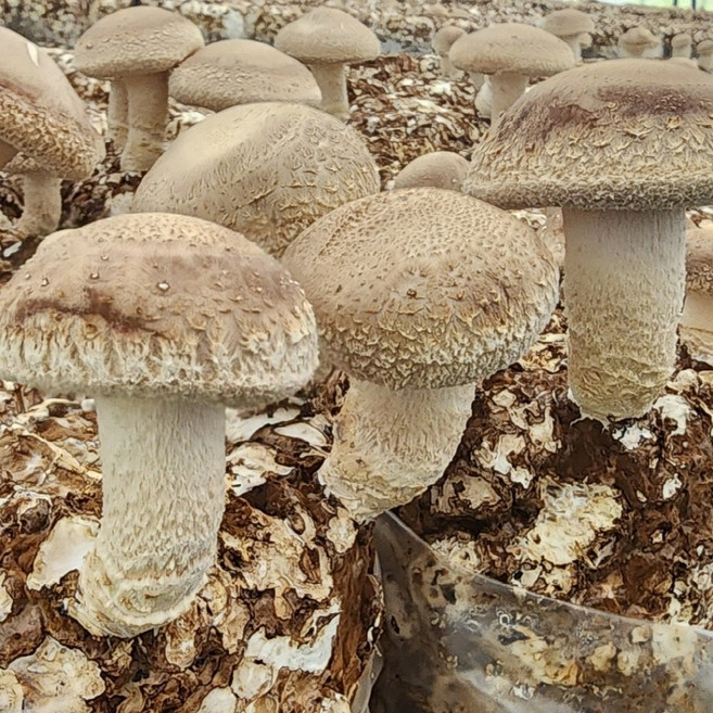 친환경 무농약 청양 알뜰형 생 표고버섯 (오전 10시 이전 주문시 당일발송), 1개, 2kg