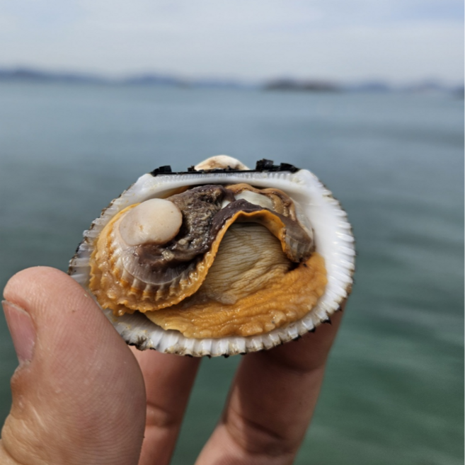 [당일조업] 새꼬막 국산 별교 새꼬막 갓갑아 올린 생물 새꼬막, 1박스, 새꼬막 중 1kg (105미 내외)