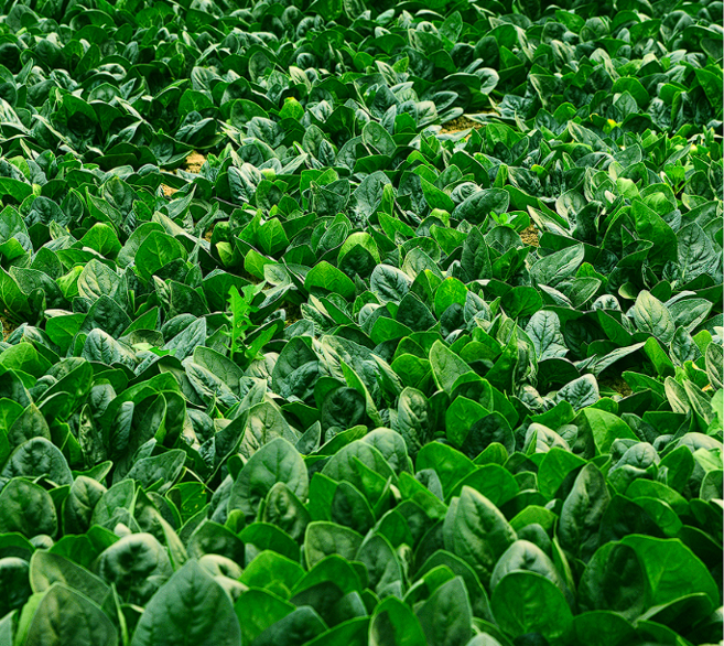 해풍 맞고 자란 노지 최상급 남해 보물초 시금치, 1개, 300g