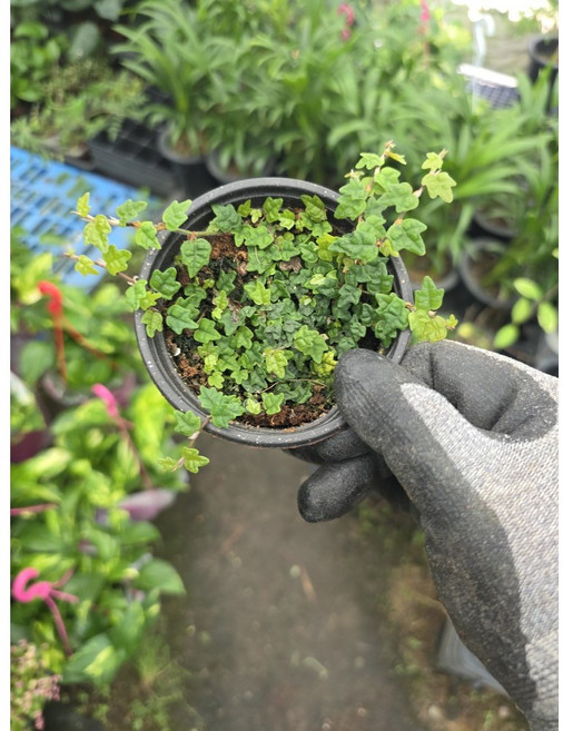 제주애기모람 키우기 테라리움 비바리움 팔루다리움 에이피플랜츠, 1개, 기본