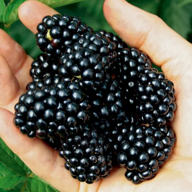 [재구매율1위!] 국내산 냉동 복분자 블랙베리, 1박스, 1kg (상품)