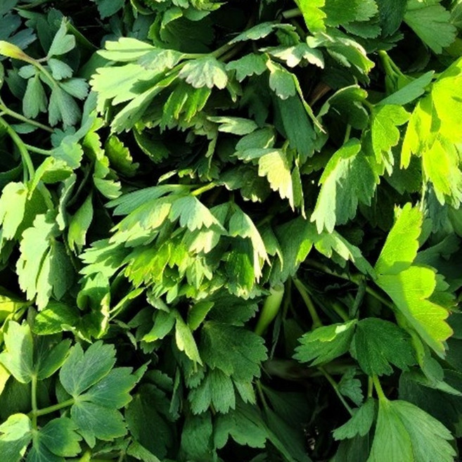 [최상급프리미엄] 국산 금오도 봄나물 방풍나물, 1박스, 500g