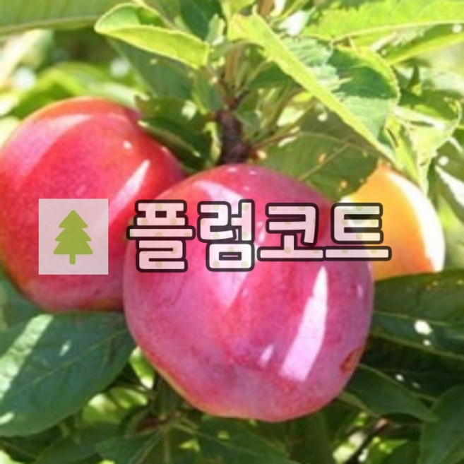 플럼코트나무 묘목 하모니 접목1년 2주묶음, 1개