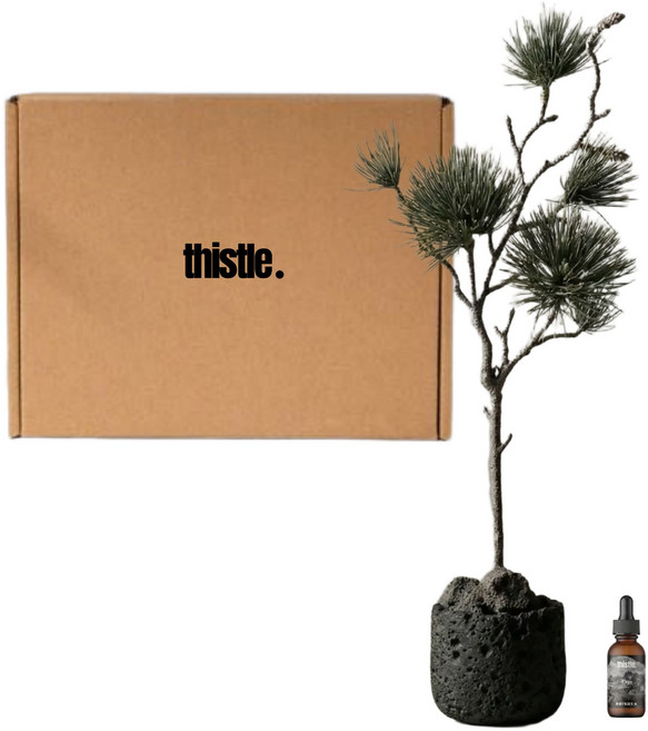 소나무 화분 스톤 디퓨저 화산석 돌 홈데코 오브제 집들이 개업 퇴사 방향제, 1개, 테싯(이솝향)