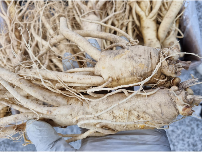 현대만석 6년근 뿌리채진한난발삼 1kg6-8뿌리 750g4-6뿌리 500g4뿌리(택배세척서비스) 6년근인삼, 6세트, 1kg