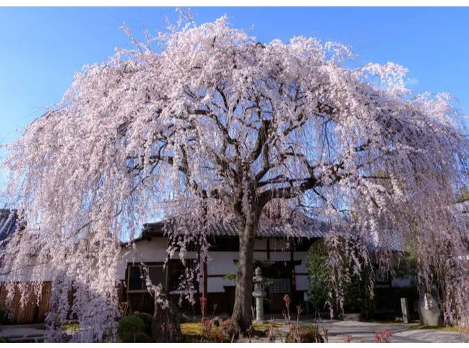 東園種苗 仿真植物 居家裝飾 園藝造景, 1個, 枝垂櫻