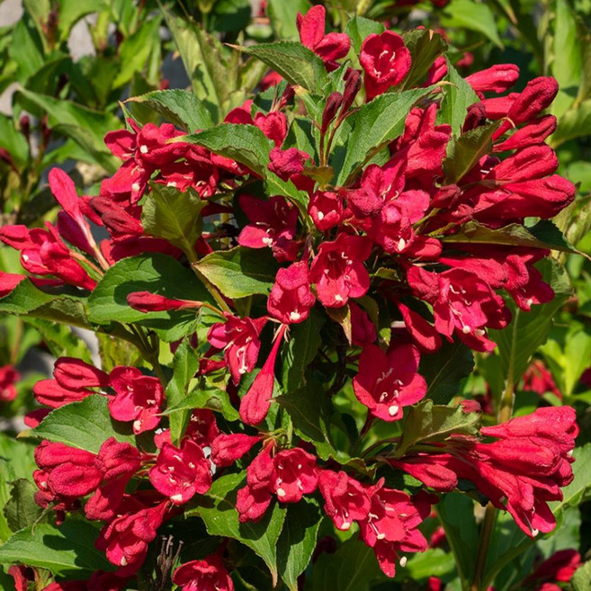 세종식물원 병꽃나무 올썸머레드 15cm화분 꽃나무