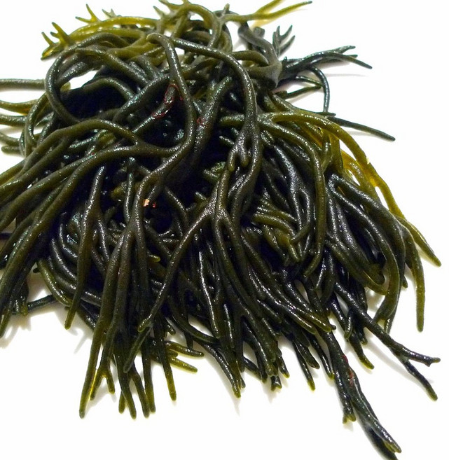 남해안 생 청각 5kg 당일채취 청각무침, 1개