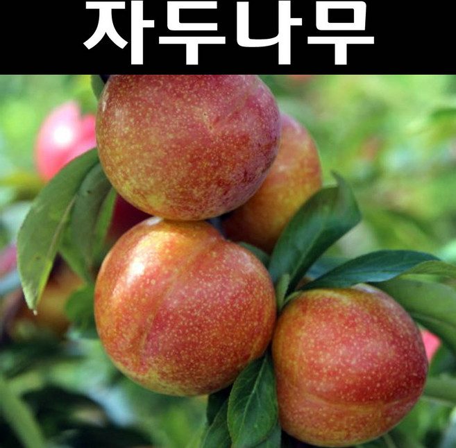 자두(추희) 나무 묘목 R3~4cm 분묘 1개/유실수 과실수