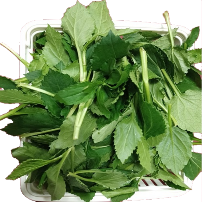 [참별농원] 울릉도 취나물(부지깽이) 2Kg / 당일채취 신선한 생부지깽이 나물, 1kg, 2