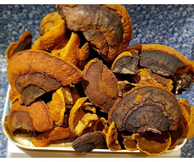 자연산상황버섯 국내 국내산 야생 국산상황버섯 300g, 갓 형태 상황버섯 450g, 1개