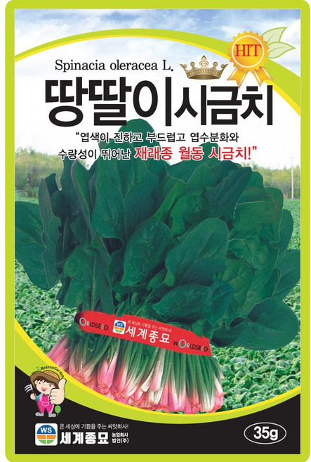 세계종묘 땅딸이 시금치 씨앗 35g 재래종 월동 시금치 종자, 4개