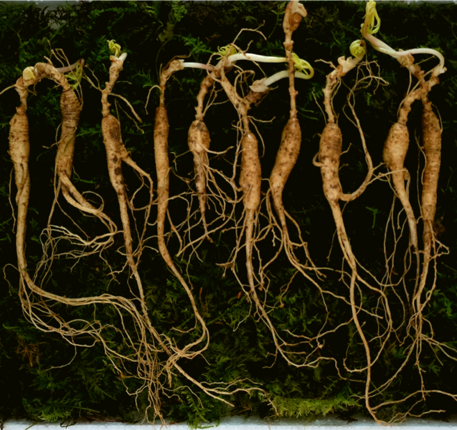 [임금님산삼] 강원도 산삼 5~6년 못난이삼 진짜 산양삼 10/20/30뿌리 장뇌삼 고산지대 1200고지, 5g, 10개