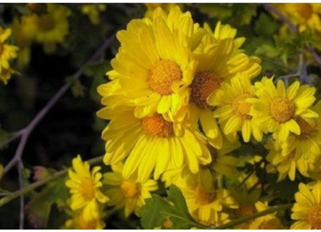 케이야생화 감국 노지월동다년초 1~20포트 국화차재료 꽃차 약용식물 규격8cm포트묘, 4개